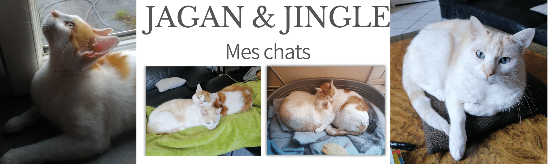 MA PRESTA Jagan et Jingle